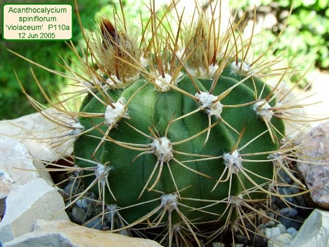 Acanthocalycium _spiniflorum 'violaceum'  P110a_ 01